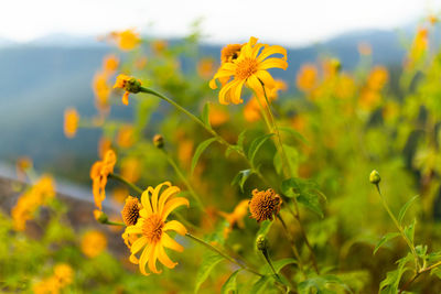 Close-up of yellow flowering plant on field