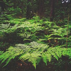 Lush foliage in forest