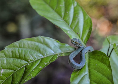 Close-up of green leaves on plant