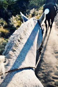 Low section of man riding horse