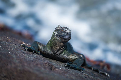 Close-up of iguana on surface