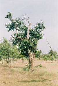 Trees on landscape against clear sky