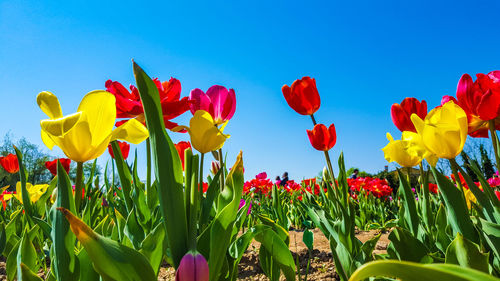 Close-up of multi colored tulips blooming on field against clear sky