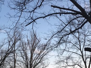 Low angle view of bare tree against clear sky