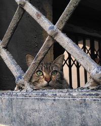 Portrait of cat