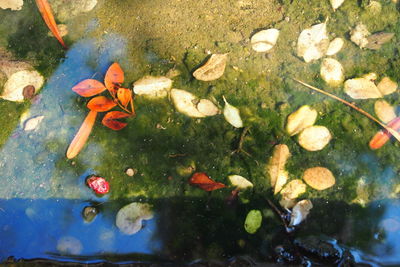 High angle view of turtle swimming in water