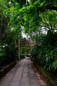 Footpath amidst trees and houses in park