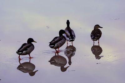 Group of birds on the lake