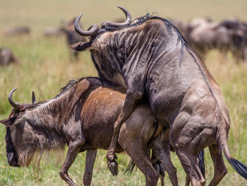 Horses in pasture