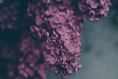 Close-up of purple lilac flowers