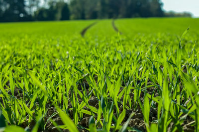Surface level of corn field