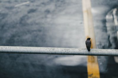 Raven perching on railing