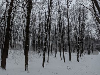 Bare trees on snow covered land