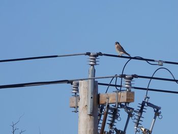 Low angle view of bird perching on cable