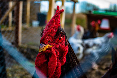 Close-up of rooster