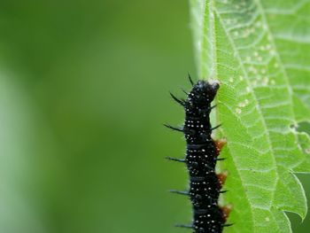 Close-up of insect on leaf