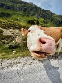 View of cow on field