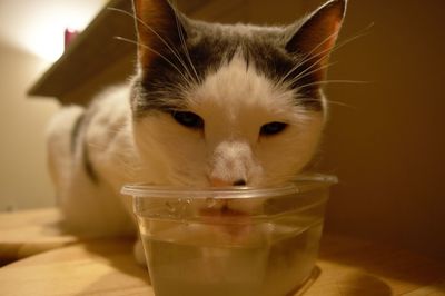 Close-up of cat drinking water in plastic container at home