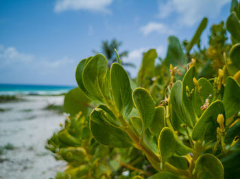 Close-up of plant growing on beach against sky