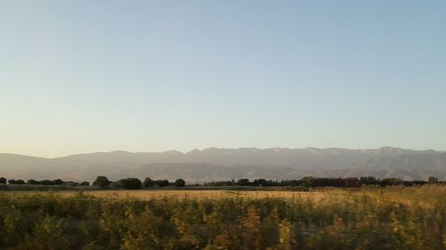 Scenic view of field against clear sky