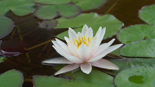 Close-up of lotus water lily in lake