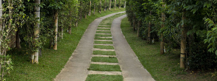 Panoramic shot of footpath amidst trees