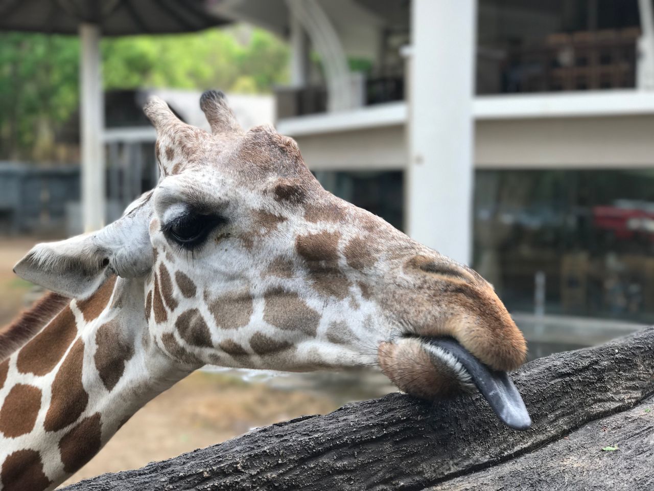 one animal, animal themes, mammal, animals in the wild, focus on foreground, animal wildlife, close-up, giraffe, no people, day, outdoors, nature