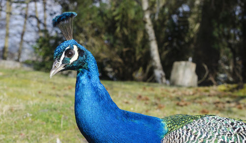 Close-up of peacock on field