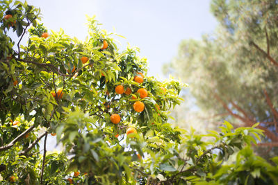 Low angle view of fruits growing on tree