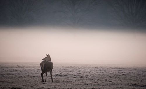 Deer standing on field