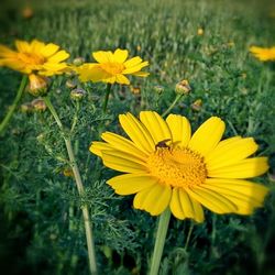 Close-up of bee on yellow cosmos flower