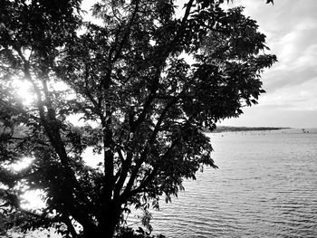 Tree by sea against sky