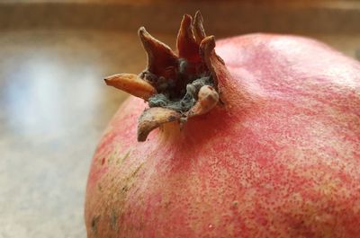 Close-up of crab on fruit