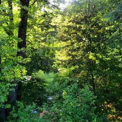 Trees in forest