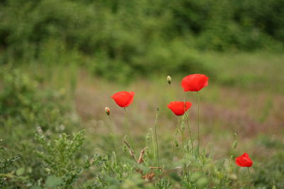 Poppies blooming on field