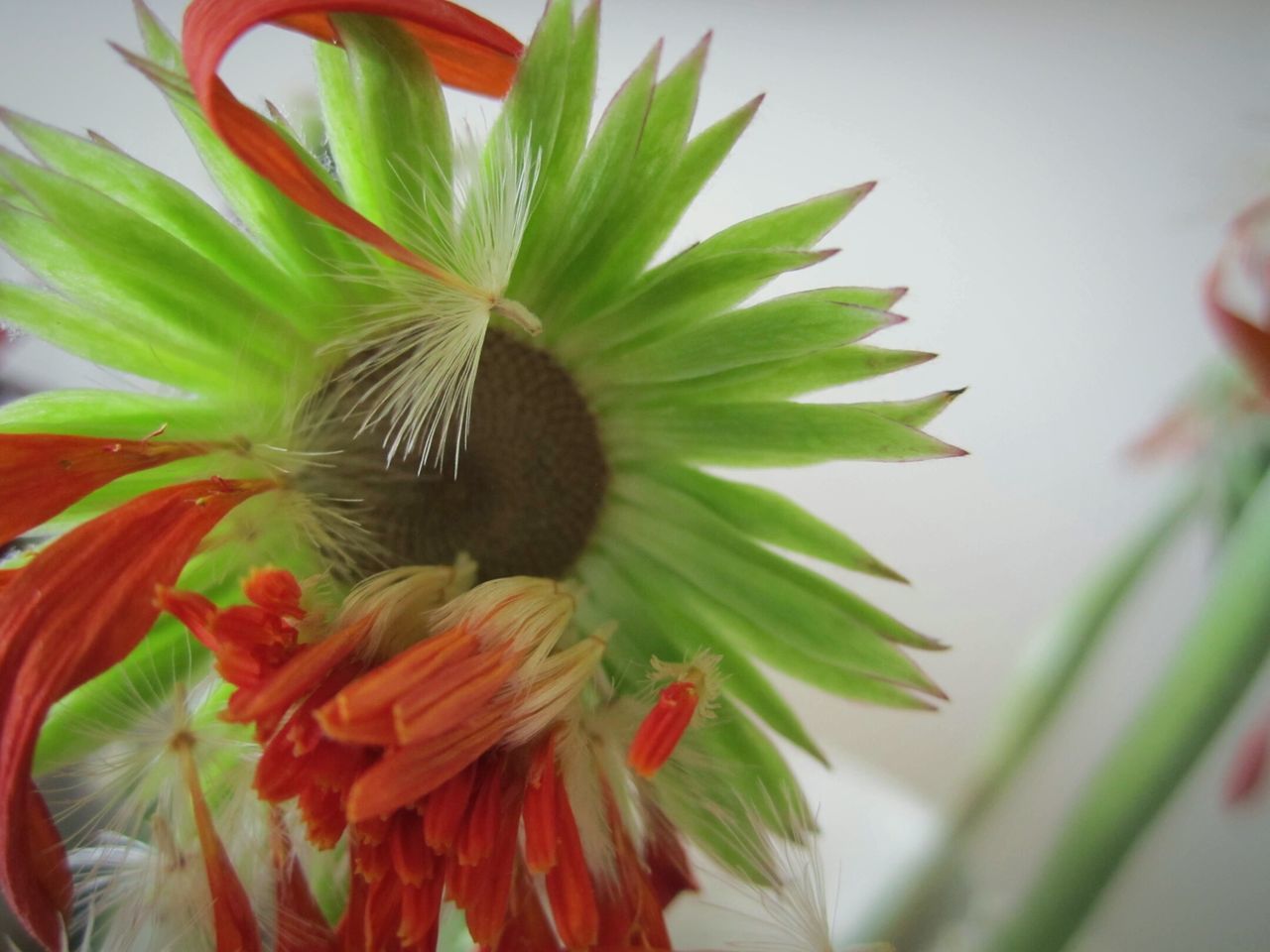 CLOSE-UP OF PLANT