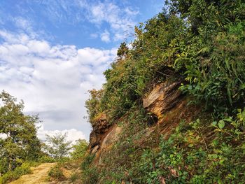 Low angle view of trees against sky