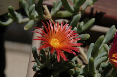 Close-up of flower blooming outdoors