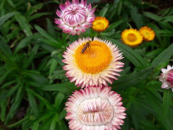 Close-up of pink dahlia flowers