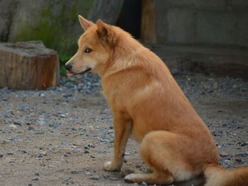Side view of dog looking away on field