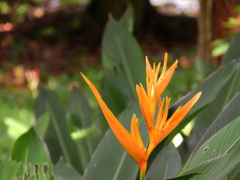 Close-up of orange flowering plant