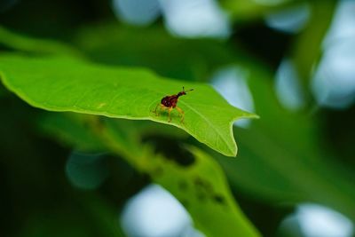 Close-up of ant on leaf