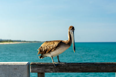 Close-up of pelican