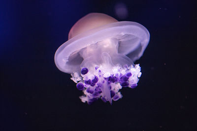 Close-up of jellyfish swimming in sea