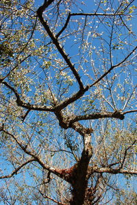 Low angle view of flowering tree against blue sky