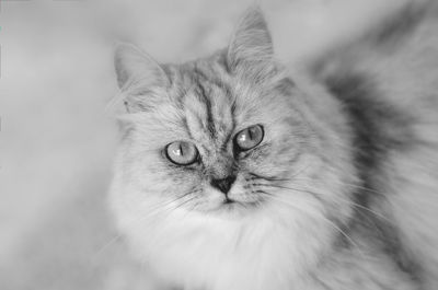 Close-up portrait of cat