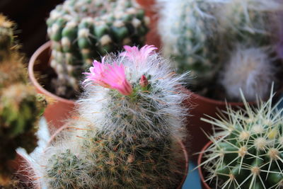 Detail shot of cactus plants