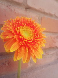 Close-up of yellow flower blooming outdoors