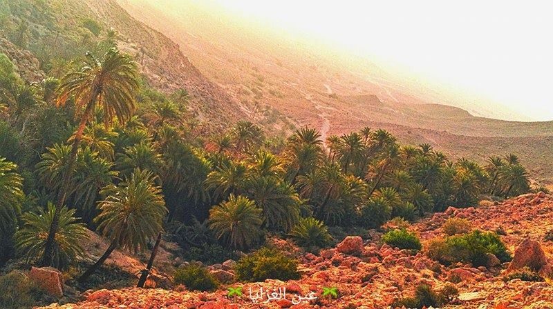 growth, nature, tree, sunset, plant, no people, beauty in nature, leaf, outdoors, close-up, day