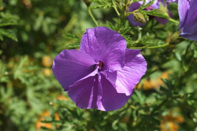 Close-up of insect on purple flower